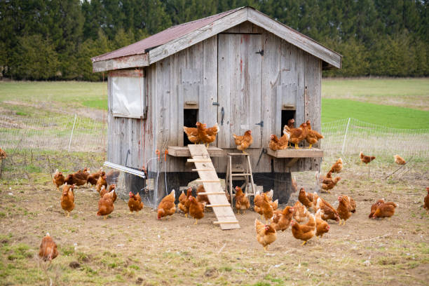 Poultry Farming Business Plan (Guide + Sample) 1 Kienyeji Chicken Rearing