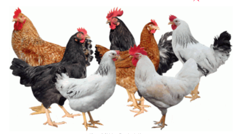 Poultry Farming Business Plan (Guide + Sample) 2 Kienyeji Chicken Rearing